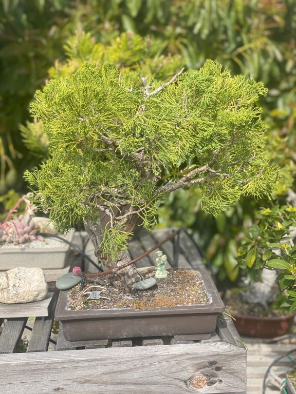tree01