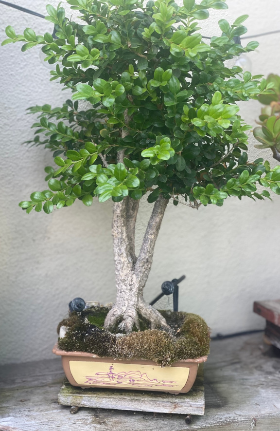 tree03