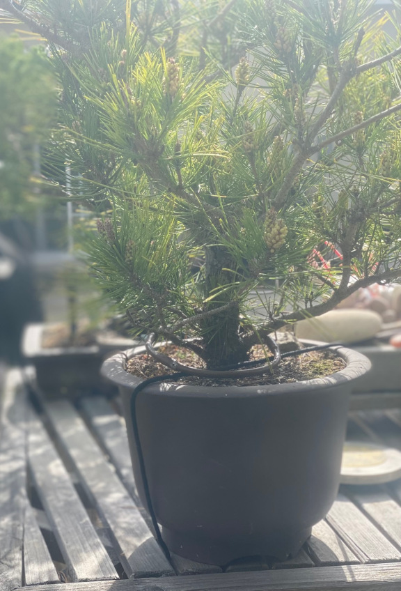 tree10
