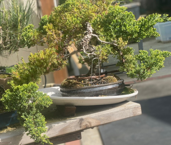 tree14