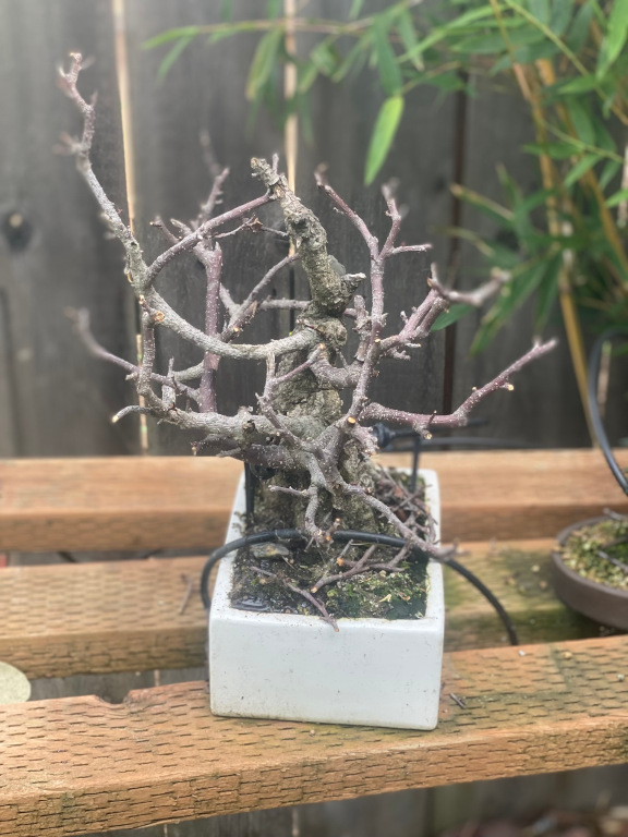 tree15