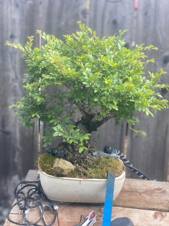 tree17