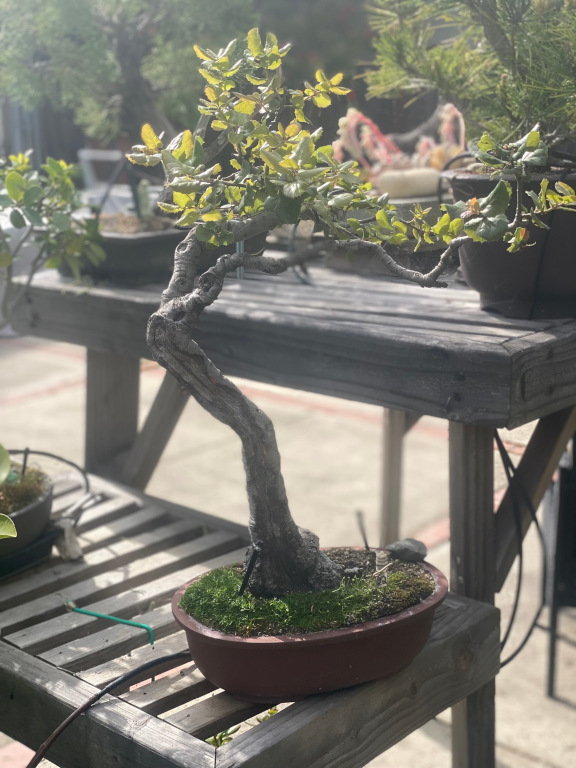 tree22
