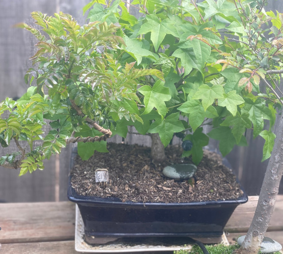 tree24