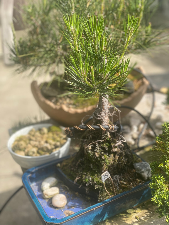tree25
