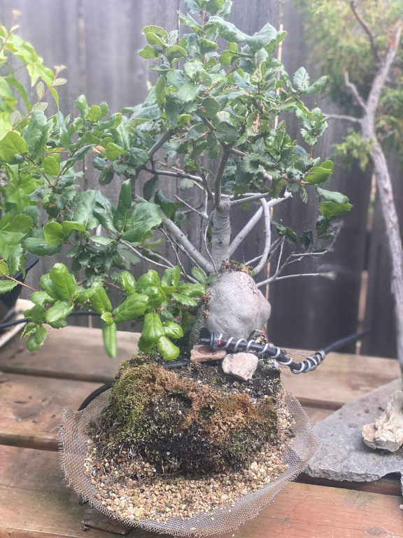 tree28