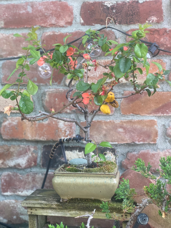 tree32