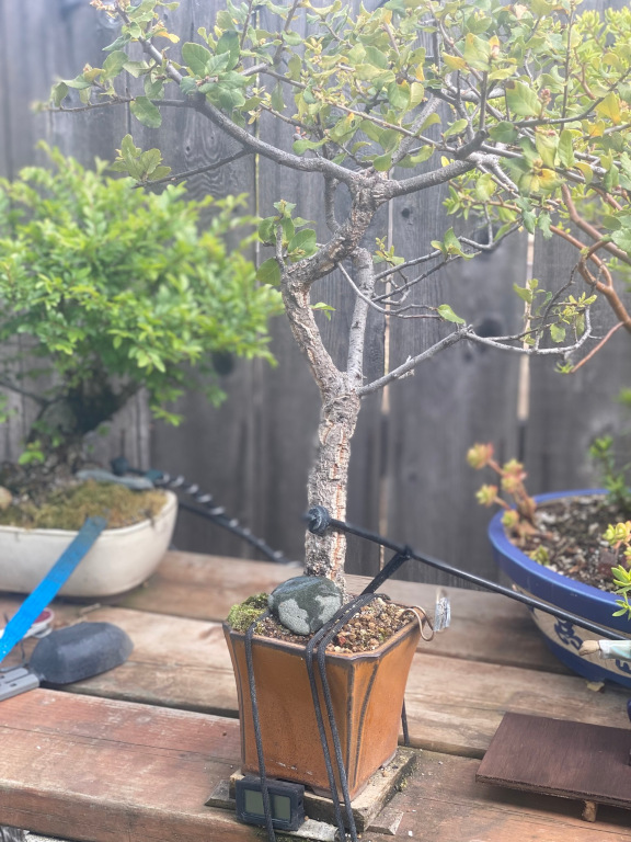 tree34