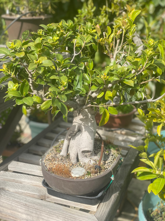 tree35