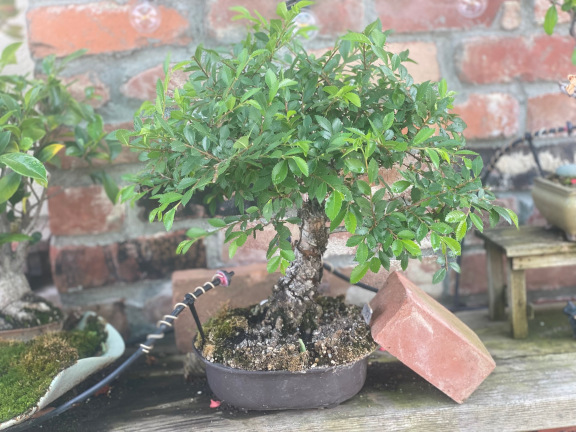 tree37