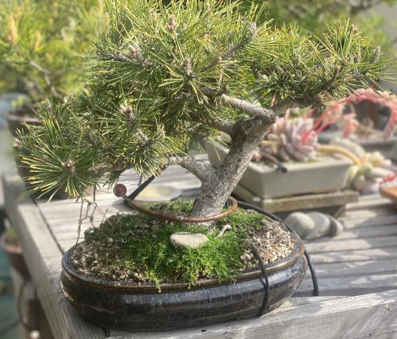 tree39