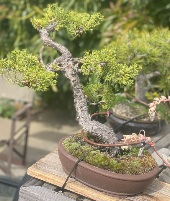 tree40