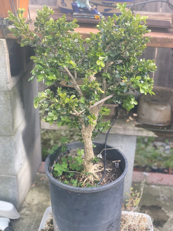 tree41