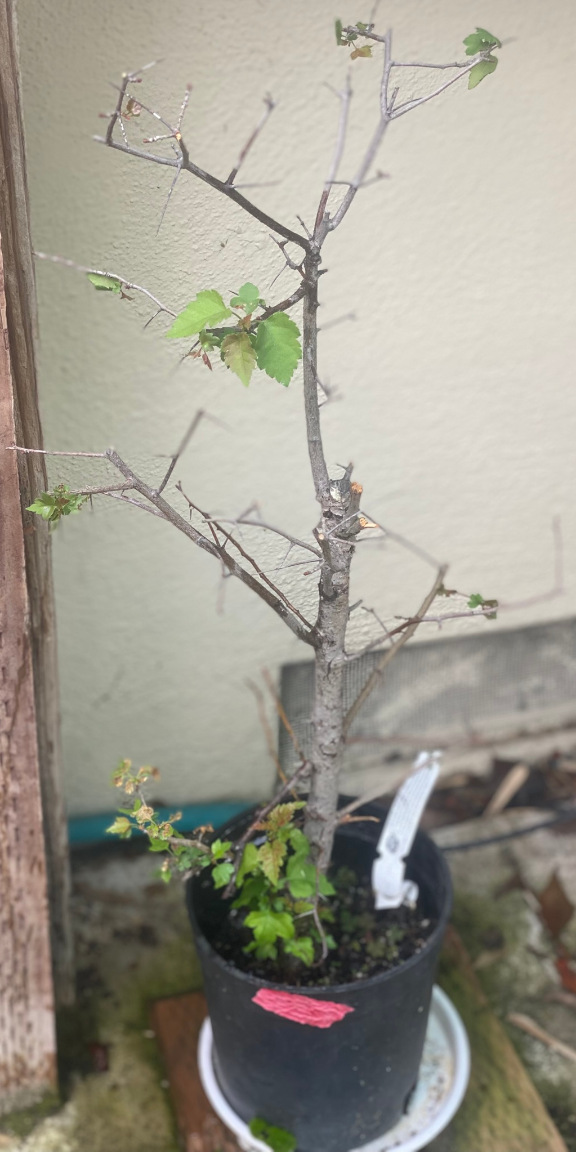tree42