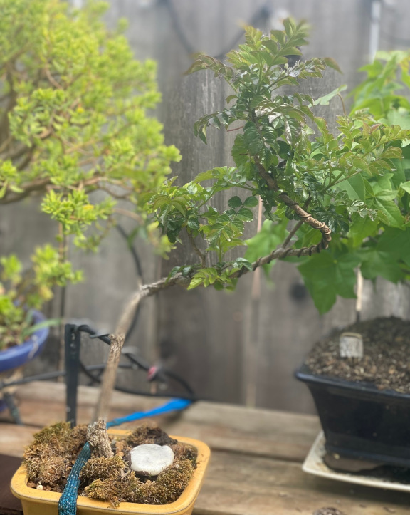 tree43