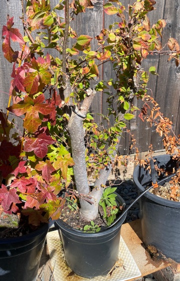 tree