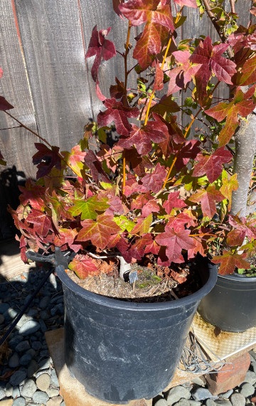 tree24